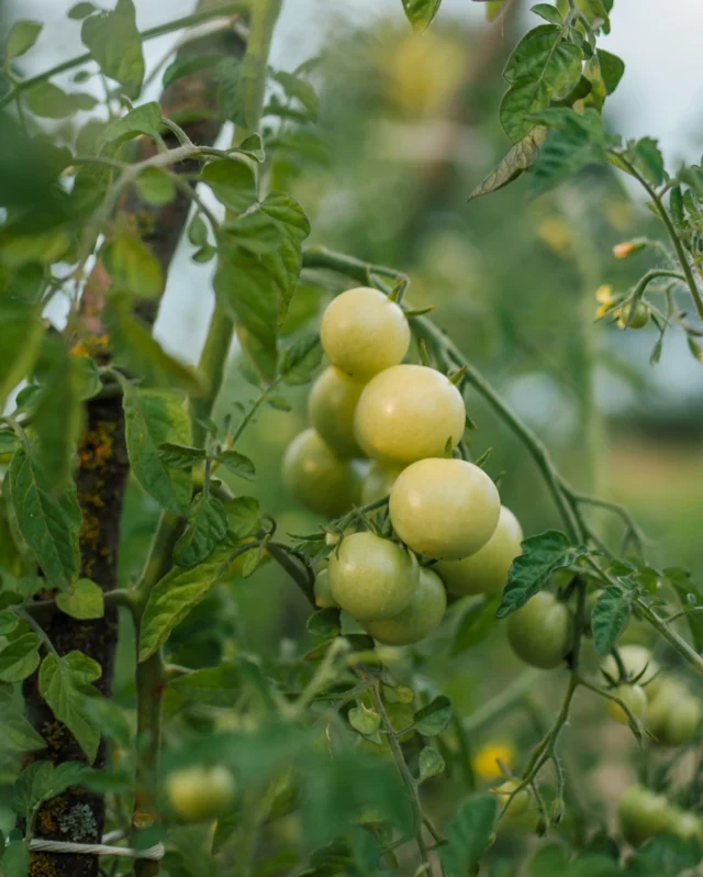 Get your tomato plants off to a strong start! 💪🏻🍅
 
This week we’re beginning to plant out our tomatoes ready for steady growth and juicy harvests ahead. We’re growing both upright and bush varieties this season - each with their own needs when it comes to support.
 
For the tall growers, we’re tying the main stem loosely to sturdy stakes, adding more ties as they climb and pinching out any side shoots. 🌱 
 
For the bush varieties, we’re going to tie the tomatoes to a shorter cane or use a low ring to allow all the shoots to grow, keep their branches lifted and fruits off the soil. 🪴
 
#plantingout #plantingouttomatoes #tomatoplants #vegetableseeds #premierseedsdirect #growthebest