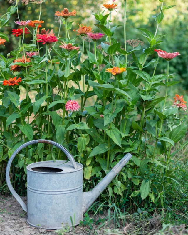 These coming months are when our gardens really come to life - with seedlings taking off, flowers blooming, and veg beds filling up fast.🌸 But with the warmer weather also comes the challenge of hydrating those treasured plants, and being mindful is key to keeping our gardens thriving and sustainable. ☀️💧
 
One of the best water saving tricks is watering at the right time. Watering early in the morning or late at night means less will be lost to evaporation, with more going straight to your plant’s roots.
 
Water retaining crystals help to keep moisture in the soil, especially in containers or hanging baskets. By grouping plants together with similar water needs it can also prevent overwatering.
 
Lining terracotta pots helps to stop water from soaking into the porous clay, directing more moisture to the plants roots where it’s needed most.
 
And don’t forget rainwater. Collecting it in a water butt or buckets during those showers gives you an eco-friendly supply for those drier weeks ahead.
 
Keep your garden flourishing and conserve water all season long! 🥕🌽
 
#sustainablegrowing #growfromseed #gardenwatering #junegardening #summergardening #premierseedsdirect #growthebest