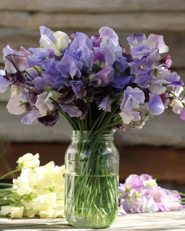 We have absolutely loved having our sweet peas fill our gardens with beautiful blooms and delicious scents over the last few weeks and one of our favourite parts of this is making stunning cut flower arrangements to bring those colours inside our homes.

Here we have a mix of Nimbus, Ice Cream, and Royal Family Lavender.

What are your favourite combinations?

#sweetpea #cutflowers #springflowers #growthebest #premierseedsdirect