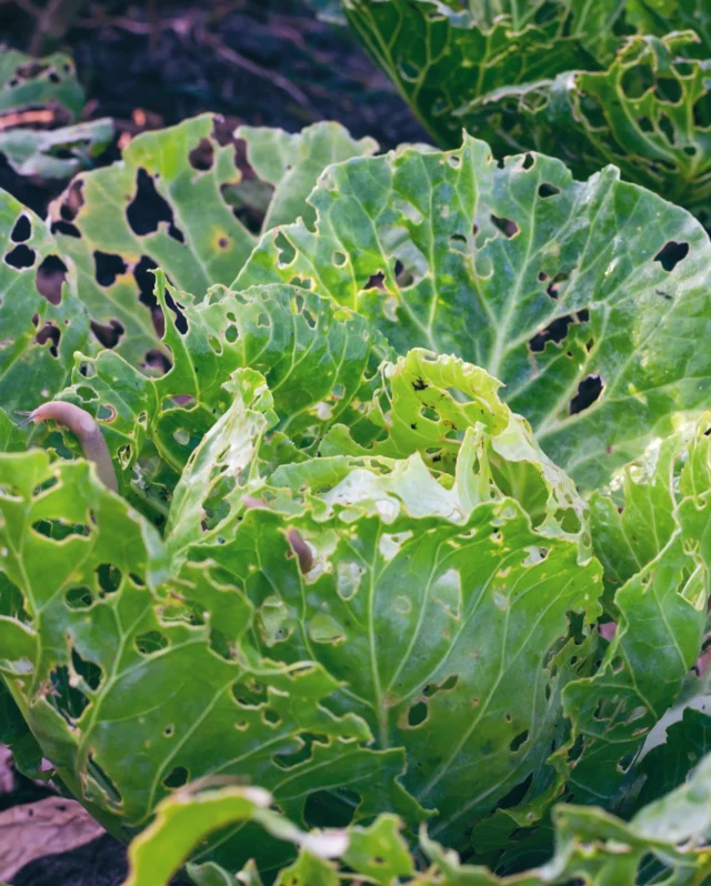 Deterring garden pests🐛🪲

Tired of your lettuce looking like this? The squirrels getting at your carrots, or aphids and caterpillars ruining your harvest?

Here are some of our favourite natural ways to deter pests and give you a bountiful harvest this year.

🐌Avoiding the pellets? Go out and remove slugs by hand late at night or early in the morning. You can then add these to your compost bin or set slug traps with a small container of yeast and water, the slugs will mistake this for vegetation and hopefully go for that instead!

🌸We love companion planting, planting herbs, onions, garlic, marigold around certain crops can help deter pests. Our favourite combination is marigolds and tomatoes as the odour from the flowers act as a deterrent for larger animals such as rabbits and a trap crop for slugs and snails!

🥅Netting, it seems obvious but by simply laying netting over your veg patch (supported by canes or whatever you can find laying about the tool shed) will help keep out larger veg predators such as squirrels, rabbits, pigeons or your cheeky dog that still hasn’t understood why its so important that they stay off the veg!

🌺Finally, plant beautiful blooms to attract birds and beneficial insects to your garden, we love this because you benefit from this one as well! The work is rewarded by having stunning floral displays AND delicious crops. Our recommendations would be: Calendulas, Coneflowers, Cosmos, Sunflowers, and Zinnias!

What are your favourite ways to deter pests?

#gardening #vegpatch #harvesting #pollinators #gardenpests #premierseedsdirect #growthebest