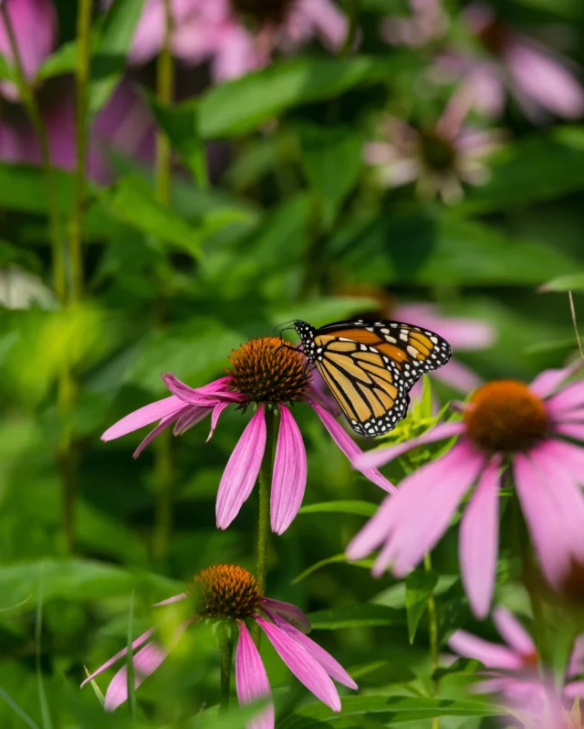 This weekend we’re joining the Big Butterfly Count, are you? 🦋🧮
 
From 18th July to 10th August, you can record 15 minutes of butterfly activity in your outside space and upload your findings to the Butterfly Conservation’s site.
 
Not only will this give you an opportunity to admire your garden and recognise the species that are visiting, but it will also help to assess the health of our environment.
 
Last year’s findings revealed a butterfly emergency, so it’s now more important than ever to monitor our pollinating insects. ☀️
 
#savethebutterflies #bigbutterflycount #pollinators #pollinatinginsects #gardening #premierseedsdirect#growthebest
