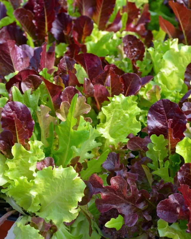 Lettuce Mixes: This or that? 🥬⭐ 
 
Our large range of lettuce seeds include popular mixes of seed ready for you to grow and add to your summer salads, but what is the difference between our leafy mixes?
 
Here we’ve selected two of our top selling lettuce varieties:
 
Gourmet Mix -
🥬Taste: Mild, buttery & sweet
🥗A mix of 6 looseleaf Lettuce varieties
🌱Growth: Uniform, commonly grown as a cut and come again crop
 
Mesclun Mix -
🥬Taste: Sweet & peppery
🥗A medley of greens including 7 varieties of Rocket, Mustard, Kale & Lettuce
🌱Growth: Staggered harvests - maturing time differs
 
So, for consistent crops of baby and mature lettuce leaves to cut and come again, try our Gourmet Mix. Or for a blend of flavourful leaves, try our Mesclun Mix - great for adding to hot and cold dishes.
 
#lettuce #lettuceseeds #lettucemixes #cutandcomeagain #junesowing #gardening #vegetables #springgardening