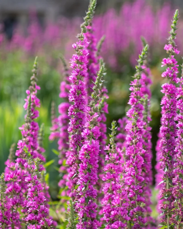 Wildflowers: This or that? 💐⭐
 
Thinking of growing wildflowers from seed? Let’s talk Purple Loosestrife Rosy Gem vs Red Campion.
 
Both of these hardy perennials are suitable for sowing in spring or autumn, but which one’s right for your garden?
 
Wildflower - Purple Loosestrife Lythrum Rosy Gem
🌼Position: Meadows, wetland, pond edges
🪱Soil: Moist to wet, tolerates flooding
🌱Height: 60-120cm - upright spires with clustered blooms
🐞Nectar rich flowers that support wetland insects
 
Wildflower - Silene Dioica (Red Campion)
🌼Position: Meadows, woodlands, informal borders
🪱Soil: Well drained soil, can handle short dry spells
🌱Height: 30-90cm - tall, sprawling stems
🐞Supports native insects - highly attractive to bees, butterflies and moths
 
#wildflowers #wildflowerseeds #junesowing #gardening #flowers #springgardening #premierseedsdirect #growthebest