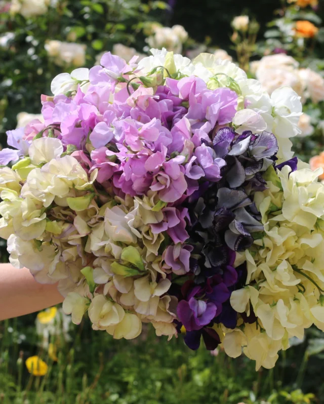 For long lasting sweet pea displays, it’s best to pick them as soon as the flowers open. If they’re left on the plant and they go to seed, they’ll stop producing any more blooms.

To enjoy sweet peas as cut flowers for longer:

✂️Take cuttings from your garden in the morning when stems are the most hydrated

💦Cut stems at an angle to increase water uptake

☀️Position flowers away from direct sunlight

#sweetpeas #cutflowers #flowerdisplays #sweetpeaflowers #gardening #premierseedsdirect#growthebest