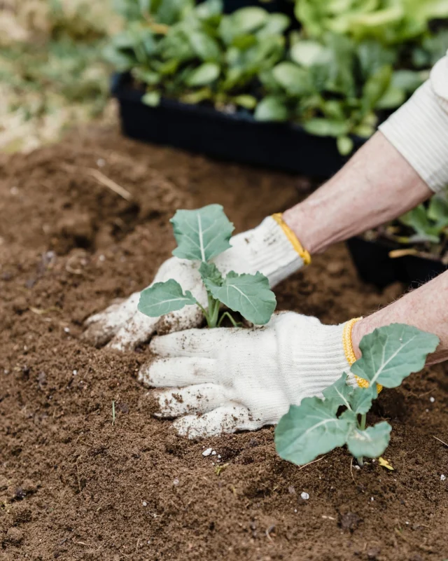 Get your cabbages in! 🥬🌱
 
We’ve now planted our young winter cabbage seedlings to their final growing positions so that they settle in before growth begins to slow in September.
 
But, as we’re sure you’re aware, pigeons and cabbage white butterflies love to admire your crops as much as you do, so protect those seedlings with netting to stop those visitors from interfering. 🦋🦅
 
Weeding regularly between crops also helps to keep on top of any resident pests and adding bird feeders to your space also deters pigeons from those treasured crops.
 
Let us know how your planting is coming along! 🪏
 
#cabbageseedlings #wintercabbages #growyourownvegetables #vegetableseeds #premierseedsdirect #growthebest