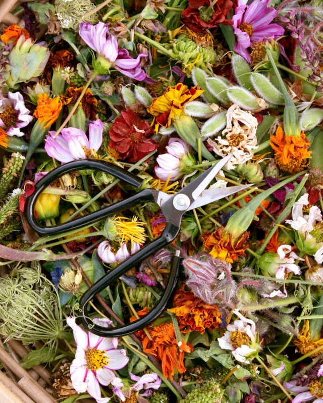 July check in: the cosmos are booming, the zinnias are thriving, and the marigolds are going strong. But some of those early blooms? They’re ready for some deadheading. ✂️ 🌸
 
As blooms fade and petals begin to drop it’s time to grab the scissors and get stuck in.
 
Not only does deadheading keep plants looking their best, but it also encourages long-lasting blooms and better regrowth.
 
Removing these spent blooms also prevents your plants from going to seed, instead redirecting that energy into more gorgeous flowers throughout the summer. 🌞🌼
 
Have you started deadheading yet?
 
#flowerseeds #deadheading #growfromseed #julygardening #premierseedsdirect #growthebest