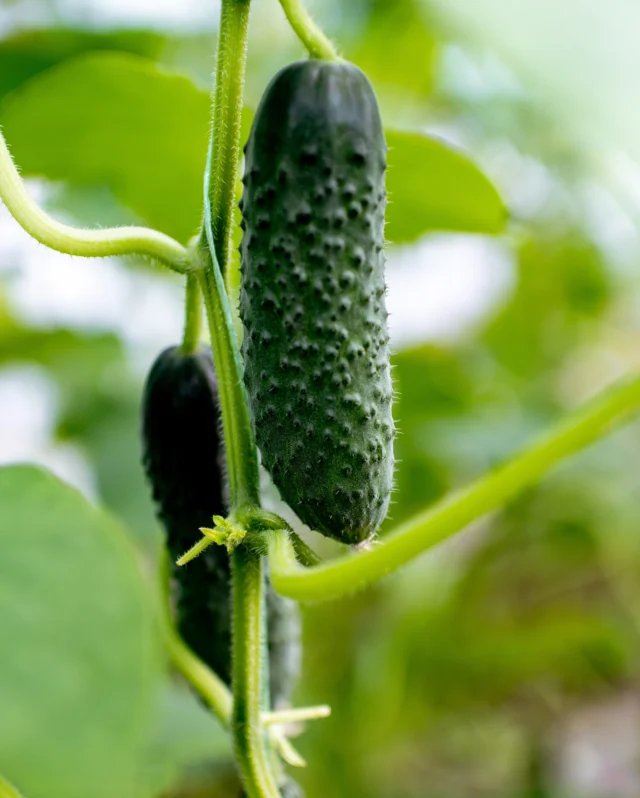 This week we’ve started harvesting our early cucumber varieties! 🥒
 
We love this cucumber because it gives crispy fruits that are ready just two months after sowing!
 
Piccolo Di Parigi is perfect for snacking, slicing or pickling and we’re looking forward to enjoying it in our salads and burgers hot off the summer BBQ. ☀️🥗
 
Have you started harvesting yet?
 
#cucumber #picklers #cucumberseeds #homegrown #harvest #growyourownvegetables #premierseedsdirect #growthebest