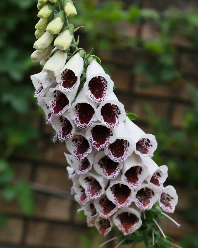 We’ve started to direct sow our Digitalis seeds and one variety that always takes center stage is Elsie Kelsey. ⭐🌱

This captivating variety produces stacks of pure white flowers and maroon blotched markings that fill each flared bloom.

With towering flowers on sturdy, 120cm stems, these plants are best suited to shaded spots, making a great backdrop to your garden borders. 🏡

Patience is key when growing foxgloves from seed as these plants will flower from the second year onwards, but we think it’s worth it!

Will you try Elsie Kelsey in your garden?

#foxgloveseeds #digitalis #flowerseeds #julysowing #gardening #premierseedsdirect#growthebest